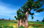 Baobab en hivernage