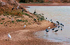oiseaux à la réserve de Popenguine